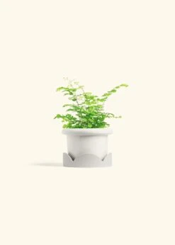 Maidenhair Fern, Small -Home Living Store FERN MAIDENHAIR 4 ATLIP WHITE TRAY BEIGE 4 bckgrnd cream