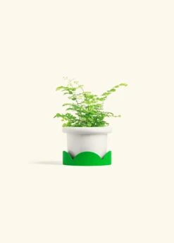 Maidenhair Fern, Small -Home Living Store FERN MAIDENHAIR 4 ATLIP WHITE TRAY GREEN 4 bckgrnd cream