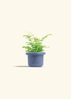 Maidenhair Fern, Small -Home Living Store FERN MAIDENHAIR 4 FATLIP BLUE 4 bckgrnd cream