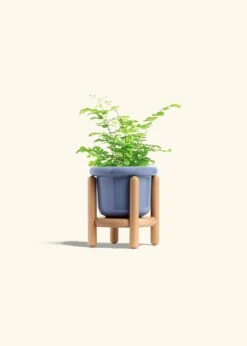 Maidenhair Fern, Small -Home Living Store FERN MAIDENHAIR 4 FATLIP BLUE STAND 4 bckgrnd cream