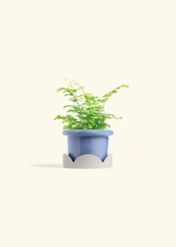 Maidenhair Fern, Small -Home Living Store FERN MAIDENHAIR 4 FATLIP BLUE TRAY BEIGE 4 bckgrnd cream