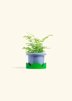 Maidenhair Fern, Small -Home Living Store FERN MAIDENHAIR 4 FATLIP BLUE TRAY GREEN 4 bckgrnd cream