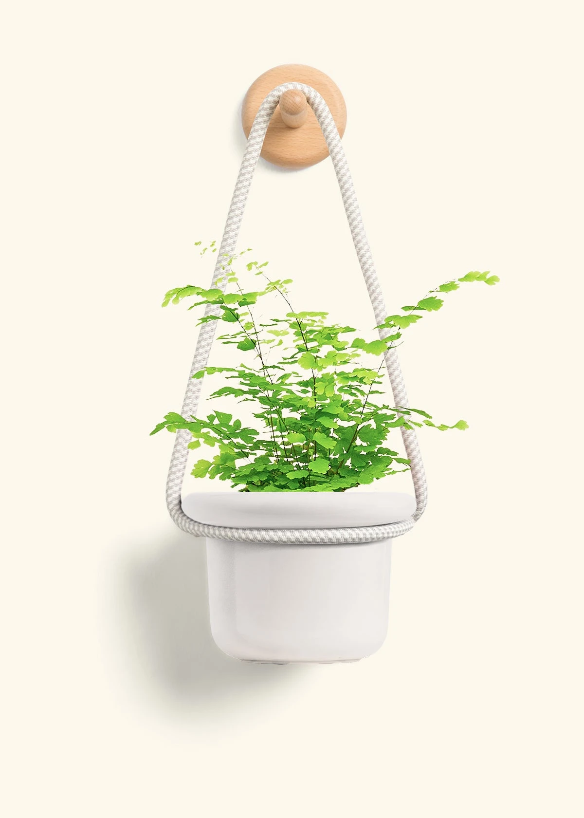 Maidenhair Fern, Small - Image 10