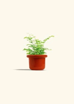 Maidenhair Fern, Small -Home Living Store FERN MAIDENHAIR 4 FATLIP RED 4 bckgrnd cream