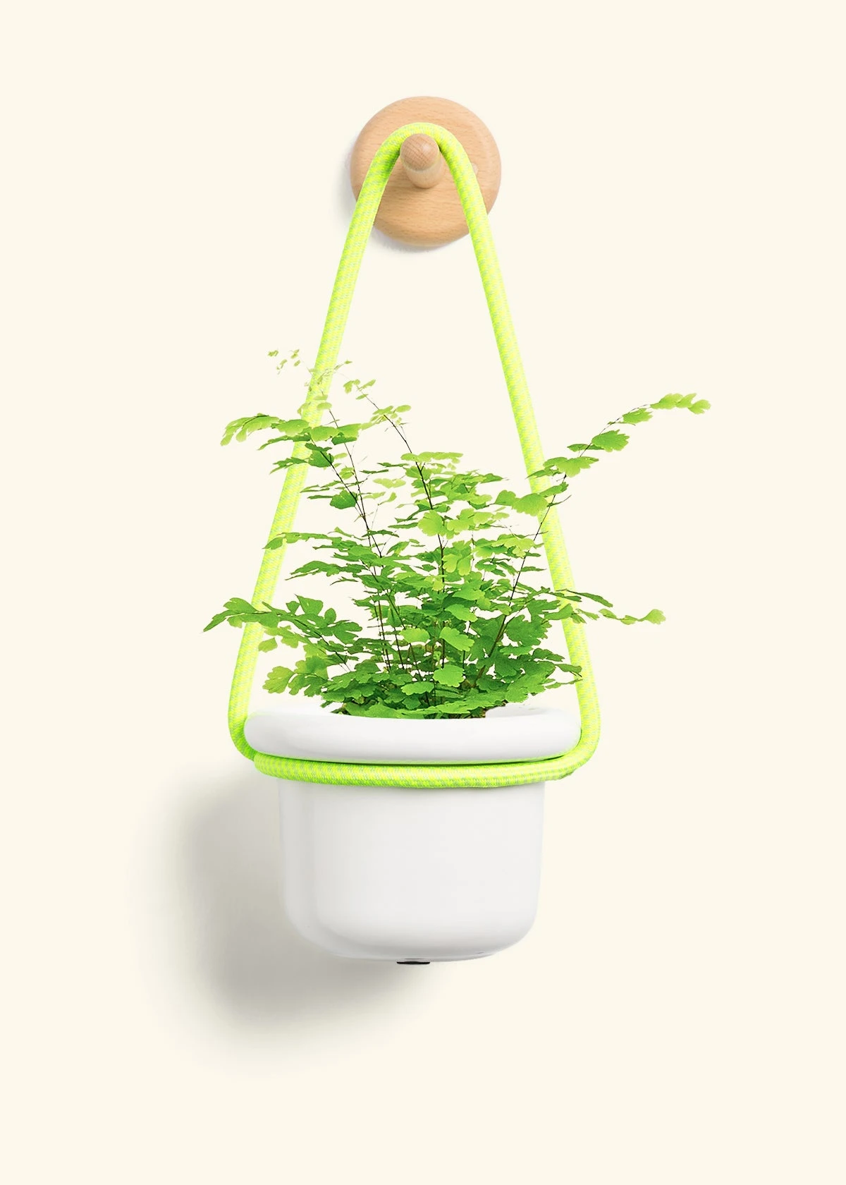 Maidenhair Fern, Small - Image 5