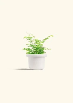 Maidenhair Fern, Small -Home Living Store FERN MAIDENHAIR 4 FATLIP WHITE 4 bckgrnd cream