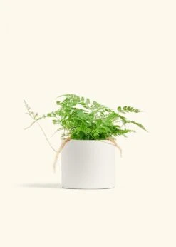 Rabbit Foot Fern, Medium -Home Living Store FERN RABBITFOOT 6 CLASSIC WHITE 6 bckgrnd cream