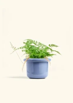 Rabbit Foot Fern, Medium -Home Living Store FERN RABBITFOOT 6 FATLIP BLUE 6 bckgrnd cream