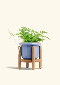 Rabbit Foot Fern, Medium -Home Living Store FERN RABBITFOOT 6 FATLIP BLUE STAND 6 bckgrnd cream