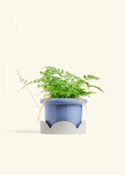 Rabbit Foot Fern, Medium -Home Living Store FERN RABBITFOOT 6 FATLIP BLUE TRAY BEIGE 6 bckgrnd cream