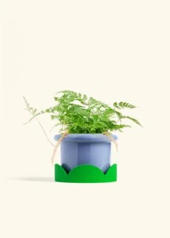 Rabbit Foot Fern, Medium -Home Living Store FERN RABBITFOOT 6 FATLIP BLUE TRAY GREEN 6 bckgrnd cream