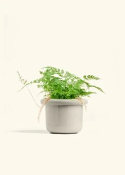 Rabbit Foot Fern, Medium -Home Living Store FERN RABBITFOOT 6 FATLIP OAT 6 bckgrnd cream