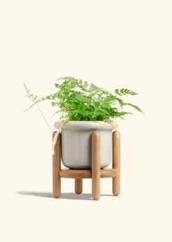 Rabbit Foot Fern, Medium -Home Living Store FERN RABBITFOOT 6 FATLIP OAT STAND 6 bckgrnd cream