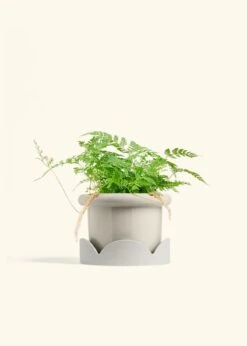 Rabbit Foot Fern, Medium -Home Living Store FERN RABBITFOOT 6 FATLIP OAT TRAY BEIGE 6 bckgrnd cream
