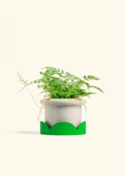 Rabbit Foot Fern, Medium -Home Living Store FERN RABBITFOOT 6 FATLIP OAT TRAY GREEN 6 bckgrnd cream