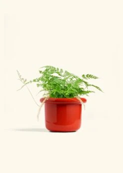 Rabbit Foot Fern, Medium -Home Living Store FERN RABBITFOOT 6 FATLIP RED 6 bckgrnd cream