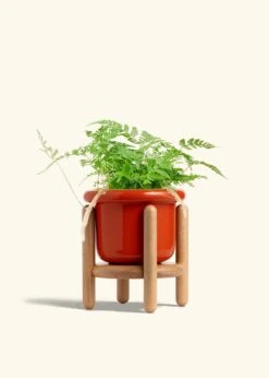 Rabbit Foot Fern, Medium -Home Living Store FERN RABBITFOOT 6 FATLIP RED STAND 6 bckgrnd cream