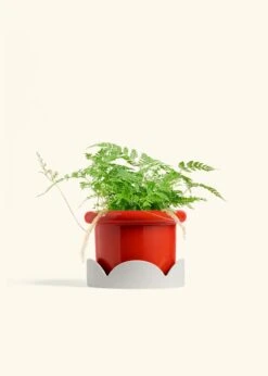 Rabbit Foot Fern, Medium -Home Living Store FERN RABBITFOOT 6 FATLIP RED TRAY BEIGE 6 bckgrnd cream