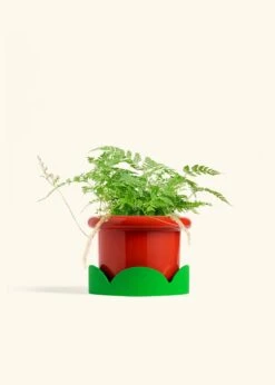 Rabbit Foot Fern, Medium -Home Living Store FERN RABBITFOOT 6 FATLIP RED TRAY GREEN 6 bckgrnd cream