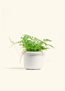 Rabbit Foot Fern, Medium -Home Living Store FERN RABBITFOOT 6 FATLIP WHITE 6 bckgrnd cream