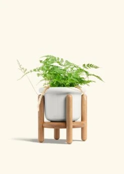Rabbit Foot Fern, Medium -Home Living Store FERN RABBITFOOT 6 FATLIP WHITE STAND 6 bckgrnd cream