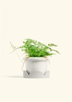 Rabbit Foot Fern, Medium -Home Living Store FERN RABBITFOOT 6 FATLIP WHITE TRAY BEIGE 6 bckgrnd cream