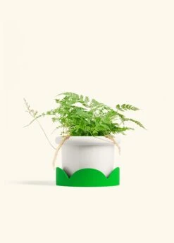 Rabbit Foot Fern, Medium -Home Living Store FERN RABBITFOOT 6 FATLIP WHITE TRAY GREEN 6 bckgrnd cream
