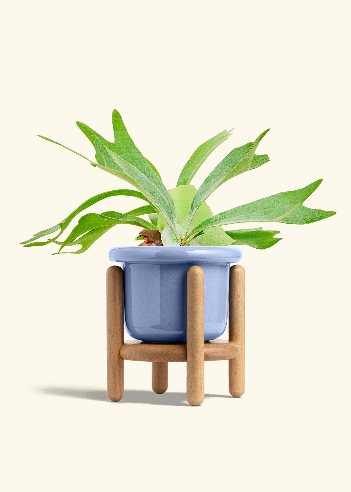 Staghorn Fern, Medium - Image 11