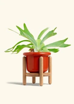 Staghorn Fern, Medium -Home Living Store FERN STAGHORN 6 FATLIP RED STAND 6 bckgrnd cream