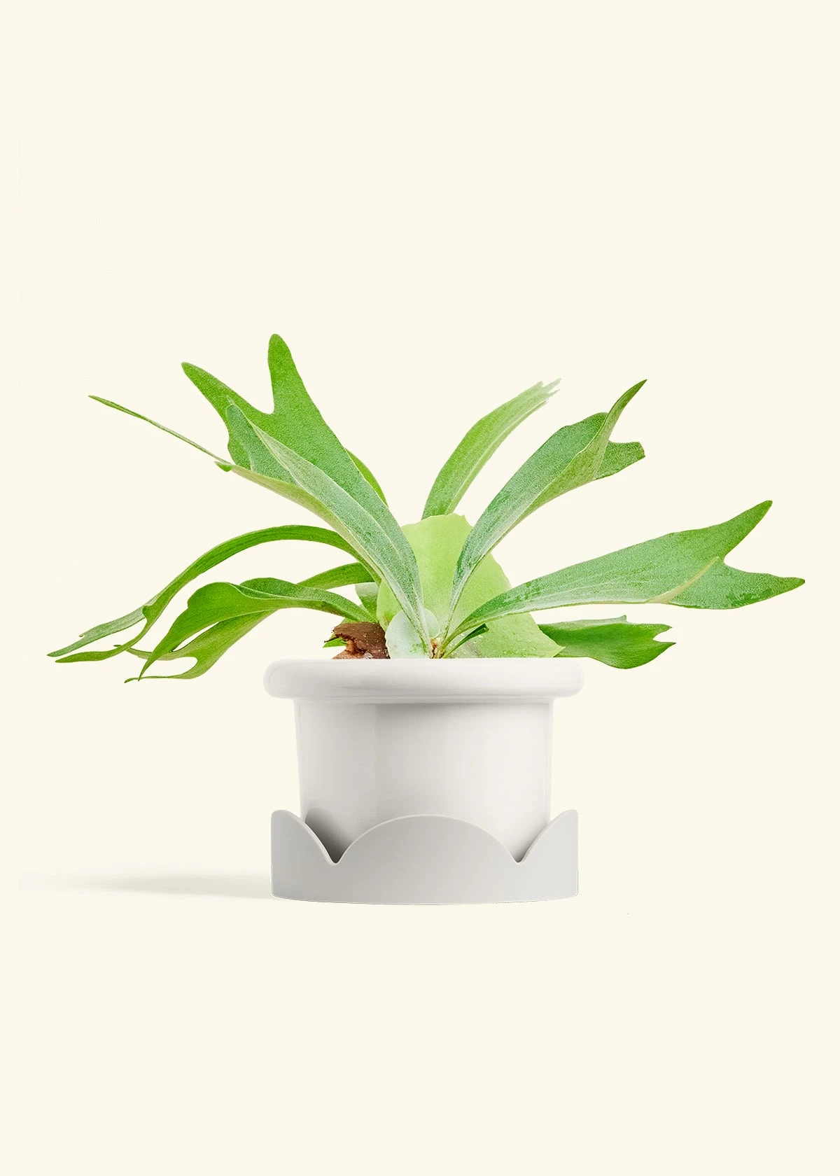 Staghorn Fern, Medium - Image 6