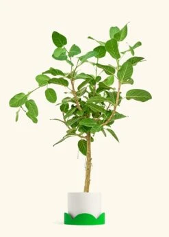 Ficus 'Audrey', XL -Home Living Store FICUS AUDREY 10 CLASSIC WHITE TRAY GREEN 10 bckgrnd cream