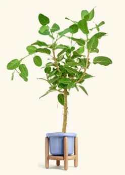Ficus 'Audrey', XL -Home Living Store FICUS AUDREY 10 FATLIP BLUE STAND 10 bckgrnd cream