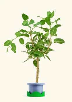 Ficus 'Audrey', XL -Home Living Store FICUS AUDREY 10 FATLIP BLUE TRAY GREEN 10 bckgrnd cream