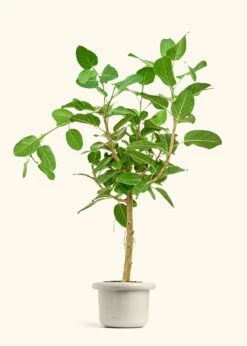 Ficus 'Audrey', XL -Home Living Store FICUS AUDREY 10 FATLIP OAT 10 bckgrnd cream