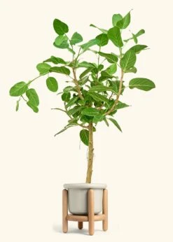 Ficus 'Audrey', XL -Home Living Store FICUS AUDREY 10 FATLIP OAT STAND 10 bckgrnd cream
