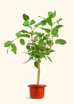 Ficus 'Audrey', XL -Home Living Store FICUS AUDREY 10 FATLIP RED 10 bckgrnd cream