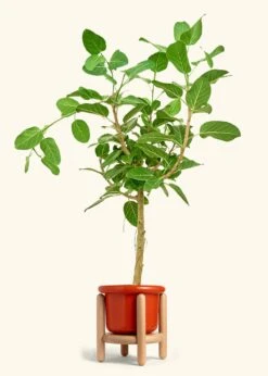 Ficus 'Audrey', XL -Home Living Store FICUS AUDREY 10 FATLIP RED STAND 10 bckgrnd cream