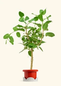 Ficus 'Audrey', XL -Home Living Store FICUS AUDREY 10 FATLIP RED TRAY BEIGE 10 bckgrnd cream