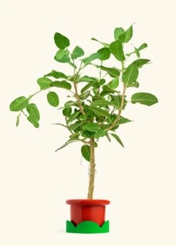 Ficus 'Audrey', XL -Home Living Store FICUS AUDREY 10 FATLIP RED TRAY GREEN 10 bckgrnd cream