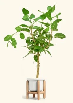 Ficus 'Audrey', XL -Home Living Store FICUS AUDREY 10 FATLIP WHITE STAND 10 bckgrnd cream
