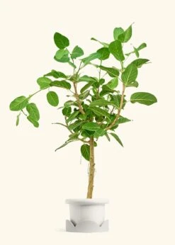 Ficus 'Audrey', XL -Home Living Store FICUS AUDREY 10 FATLIP WHITE TRAY BEIGE 10 bckgrnd cream