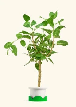 Ficus 'Audrey', XL -Home Living Store FICUS AUDREY 10 FATLIP WHITE TRAY GREEN 10 bckgrnd cream