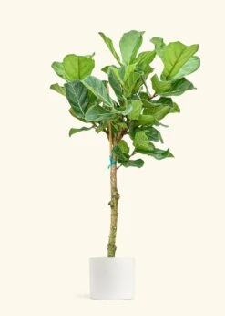 Fiddle Leaf Fig, XL -Home Living Store FICUS LYRATATALL 10 CLASSIC WHITE 10 bckgrnd cream