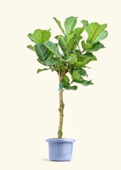 Fiddle Leaf Fig, XL -Home Living Store FICUS LYRATATALL 10 FATLIP BLUE 10 bckgrnd cream