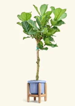Fiddle Leaf Fig, XL -Home Living Store FICUS LYRATATALL 10 FATLIP BLUE STAND 10 bckgrnd cream
