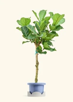 Fiddle Leaf Fig, XL -Home Living Store FICUS LYRATATALL 10 FATLIP BLUE TRAY BEIGE 10 bckgrnd cream
