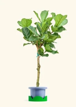 Fiddle Leaf Fig, XL -Home Living Store FICUS LYRATATALL 10 FATLIP BLUE TRAY GREEN 10 bckgrnd cream