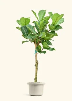 Fiddle Leaf Fig, XL -Home Living Store FICUS LYRATATALL 10 FATLIP OAT 10 bckgrnd cream