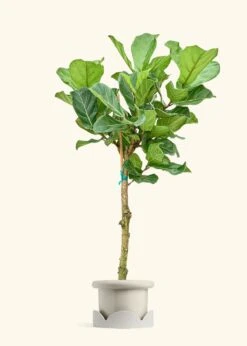 Fiddle Leaf Fig, XL -Home Living Store FICUS LYRATATALL 10 FATLIP OAT TRAY BEIGE 10 bckgrnd cream