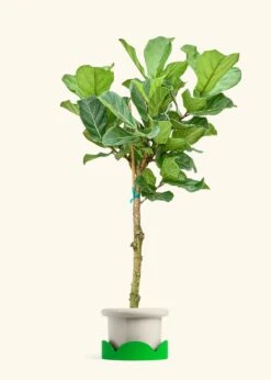 Fiddle Leaf Fig, XL -Home Living Store FICUS LYRATATALL 10 FATLIP OAT TRAY GREEN 10 bckgrnd cream